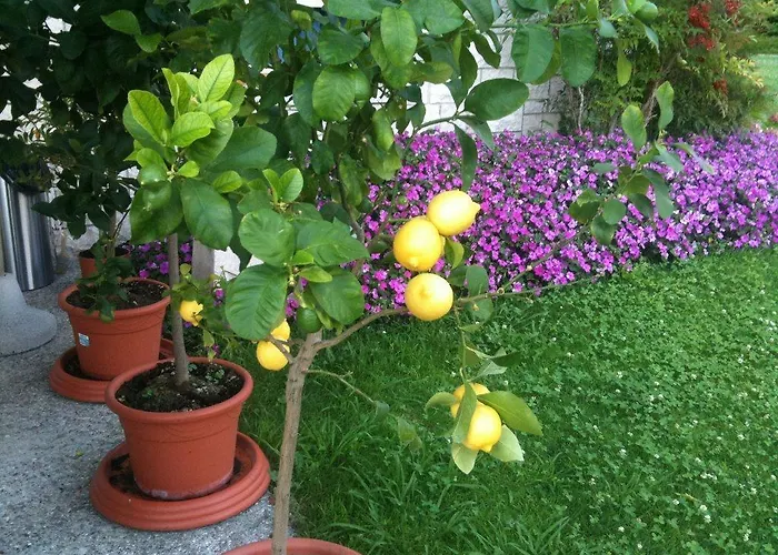 Bed & Breakfast Torre Degli Ulivi Tignale